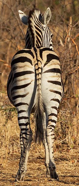 Plains zebra rear end